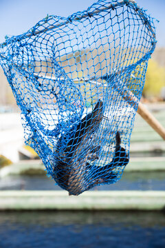 Blue landing net with sturgeon freshly caught on fish farm..