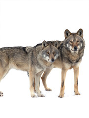 She-wolf and wolf isolated on white background