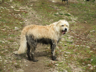 A closeup of a wet dirty dog in a field under the sunlight with a blurry background