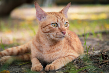 The young ginger cat looks to the side and sits on the ground. Portrait of a fluffy orange cat with yellow eyes in nature, close up. ginger breed
