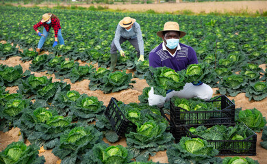 Afro american man farmer in face mask picking fresh organic cabbage in crate on farm