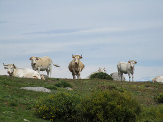 Fototapeta premium A herd of cows on the mountain covered with vegetation under a cloudy sky in the field, looking at us