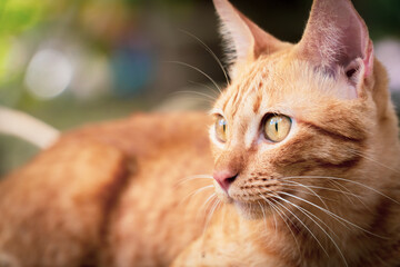 The young ginger cat looks to the side and sits on the ground. Portrait of a fluffy orange cat with yellow eyes in nature, close up. ginger breed
