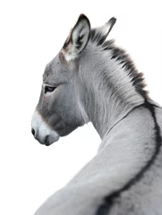 Muurstickers donkey portrait isolated on white background © fotomaster