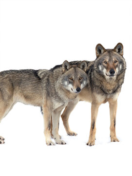 She-wolf and wolf isolated on white background © fotomaster