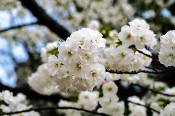 春の上野公園に咲く桜（シロタエ） 東京都台東区