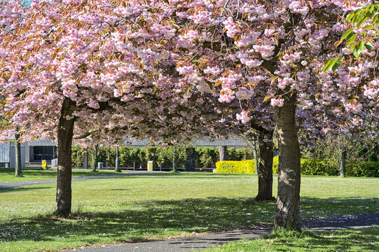 Beautiful view of delicate spring pink cherry (Prunus Shogetsu Oku Miyako) blossom flowering trees on university campus, Dublin, Ireland. Soft and selective focus. Dense blooming