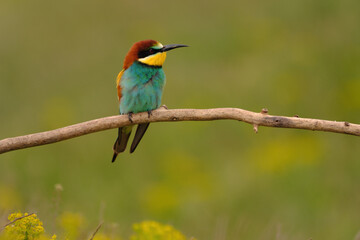 Colorful bee-eater on tree branch, against of yellow flowers background