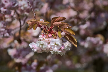Beautiful closeup view of delicate spring pink cherry (Prunus Shogetsu Oku Miyako) blossom flowering tree branch on university campus, Dublin, Ireland. Soft and selective focus