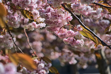 Beautiful closeup view of delicate spring pink cherry (Prunus Shogetsu Oku Miyako) blossom flowering tree branch on university campus, Dublin, Ireland. Soft and selective focus