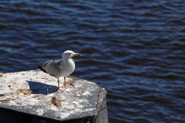 seagull on the pier