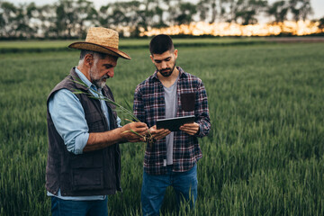 workers examining wheat plant in field
