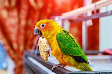 Cute sun conure eating and looking at the camera.