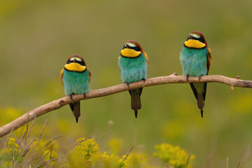 Naklejka na ściany i meble Group of colorful bee-eater on tree branch, against of yellow flowers background