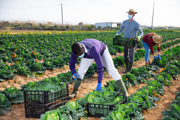 Group of gardeners in face masks picking harvest of fresh cabbage at a farm on a sunny day