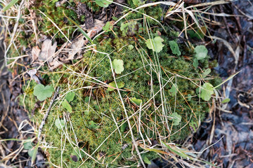 moss in the forest 