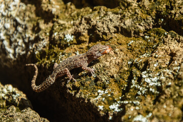 Obraz na płótnie Canvas Gecko à table La Réunion
