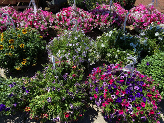 flowers in the garden