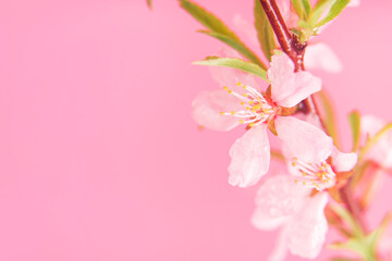 Fototapeta na wymiar Close up photo of Wild Pink almond bloom on pink background. Spring time