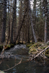 River in Trees Mountains Alberta 
