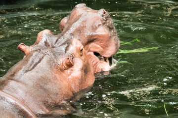 Portrait of Hippo bathing  in a River 