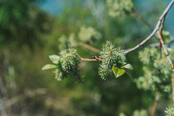 Branches with willow leaves close-up. Spring time concept