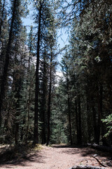 Fototapeta premium Mountain range in Canada Alberta Mountains and Trees 