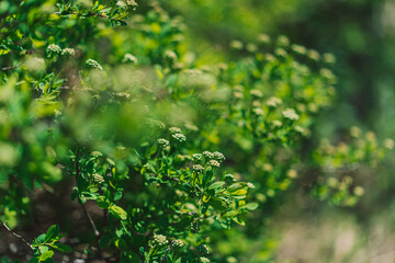 Branches with leaves of wild rose close-up. Spring time concept