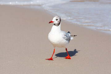 Seagull on the beach
