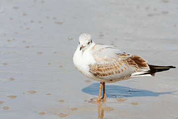 Seagull on the beach