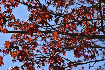 Beautiful dark-red last year autumn leaves of Crimson King (Acer Platanoides) Norway maple tree against blue sky on university campus, Dublin, Ireland. Red and blue tones