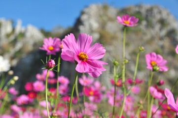 Sweet color cosmos blooming on natural background. Vintage photo editing