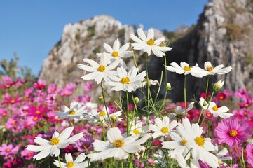 Sweet color cosmos blooming on natural background. Vintage photo editing