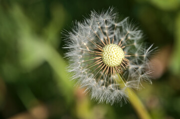 Beautiful closeup view of spring soft and fluffy dandelion (Taraxacum officinale) flower clock seeds and puff ball flowers, Dublin, Ireland. Soft and selective focus