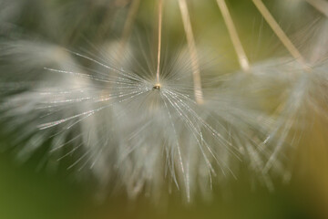 Beautiful macro view of spring soft and fluffy dandelion flower clock seeds (Taraxacum officinale) flowers, Dublin, Ireland. Soft and selective focus
