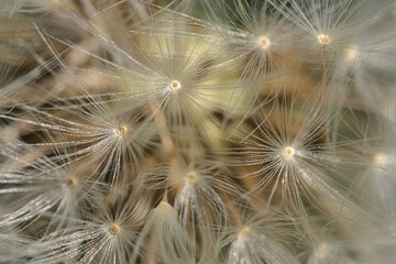 Beautiful macro view of spring soft and fluffy dandelion flower clock seeds (Taraxacum officinale) flowers, Dublin, Ireland. Soft and selective focus