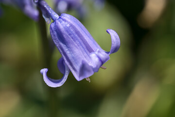 Beautiful macro view of single spring bluebell (Hyacinthoides non-scripta) flower on university...