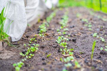 Radish seedlings growing in the garden close-up