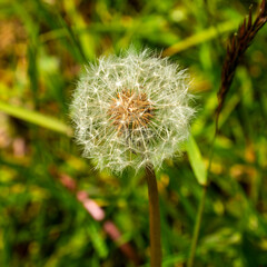 Close up of a Dandelion seedball (Taraxacum officinale)
