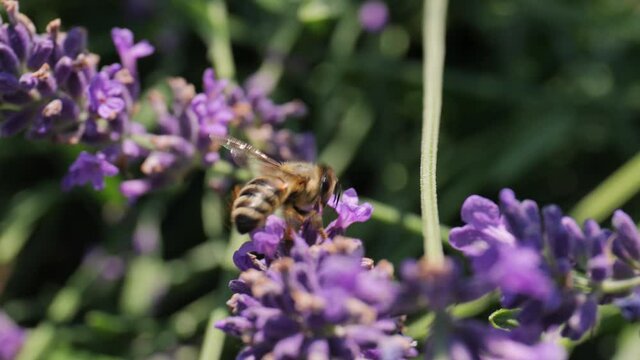 Lavender flower visiter by bees