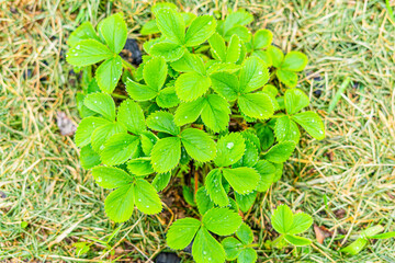 Beautiful lush bush of strawberries in spring on a home garden, top view