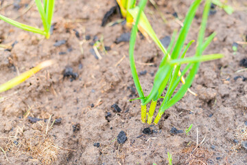 Young green homemade garlic growing in a home garden in spring