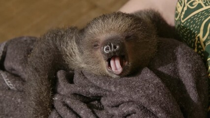 Adorable baby sloth yawning close up