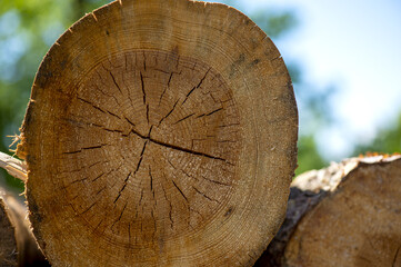 Naklejka premium Tronco tagliat