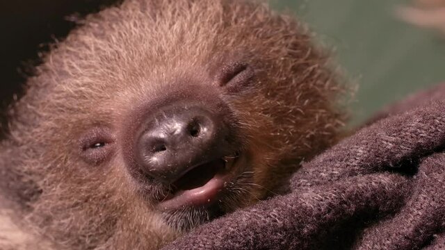 Cute Baby Sloth Smacking Its Lips Slow Motion