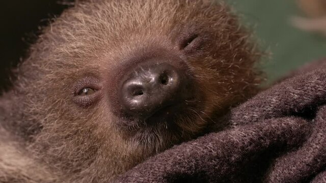 Adorable baby sloth in zoo close up