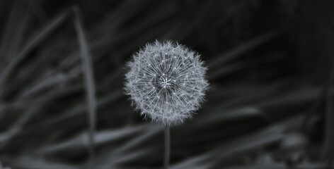 Dandelion close up black and white.