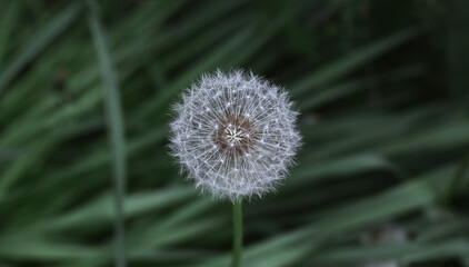 One dandelion close up. On a grass green background.