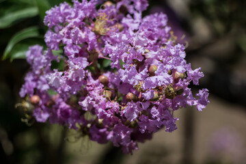 Close up  Pink  Tabebuia rosea blossom