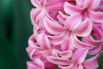 Photo macro d'une fleur de hyacinthe rose